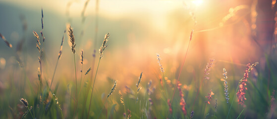 Breathtaking Sunset Over Serene Wildflower Meadow: A Celebration of Nature's Beauty in Warm Light