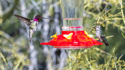 Beautiful humingbirds iaround a feeder