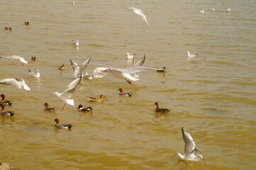 Seagulls and wild ducks are active at the seaside of Shenzhen Bay