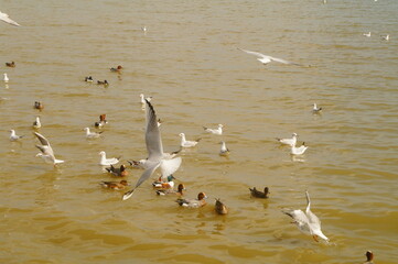 Seagulls and wild ducks are active at the seaside of Shenzhen Bay