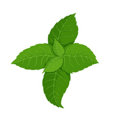 Fresh, green mint leaves. Vector graphics.