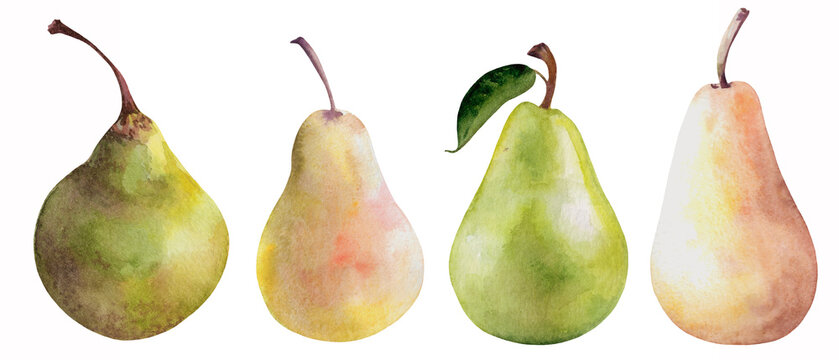 Set of pears on a white background. Watercolor 
illustration for the design and creation of cards, labels, packaging.