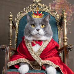 Fat male gray cat dressed as a king sitting on a throne wearing a red robe and dressing
