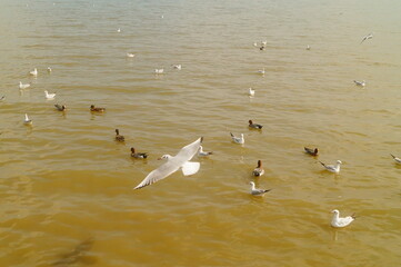 Seagulls and wild ducks are active at the seaside of Shenzhen Bay