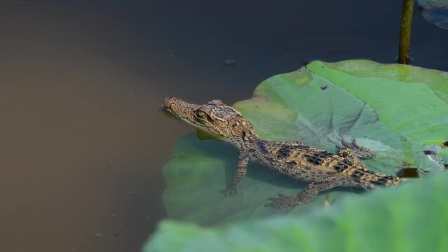 Young Siamese Crocodile in nature at Bueng Boraphet Non-hunting Area, Nakhon Sawan Province, Thailand.