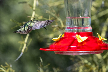 Beautiful humingbirds iaround a feeder