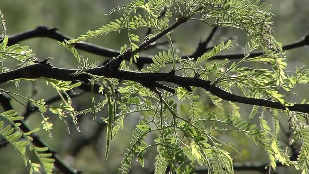 Branch of A Deciduous Tree (Prosopis alba) Known as "Algarrobo blanco", A South American Tree species that Inhabits the Center of Argentina. Close Up.
