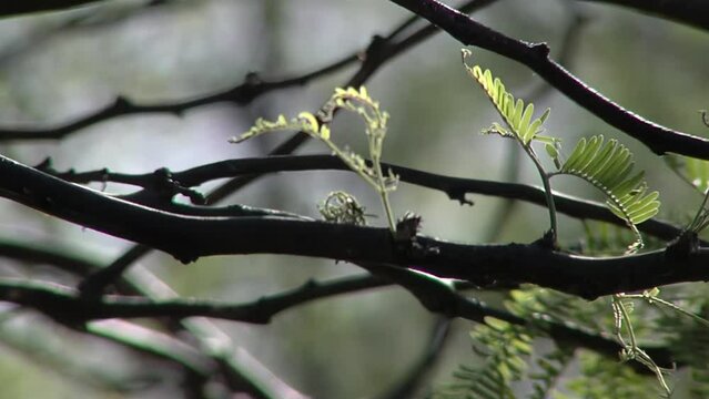 Branch of A Deciduous Tree (Prosopis alba) Known as "Algarrobo blanco", A South American Tree species that Inhabits the Center of Argentina. Close Up.