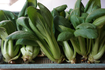 Obraz premium Harvesting pok choy or bok choy. 