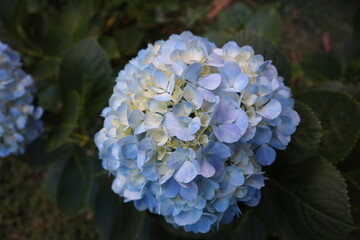 blue hydrangea flower