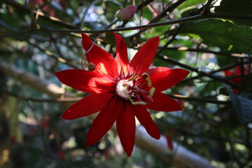 red christmas tree