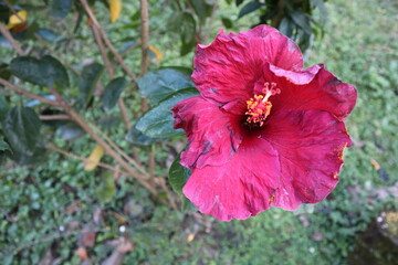 red poppy flower in garden