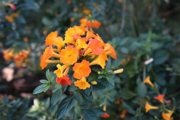 flowers in the garden