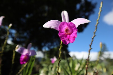 flower in the garden