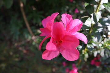 pink flower in the garden