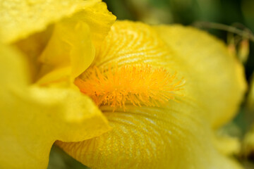 Fototapeta premium Yellow iris flower, close-up.