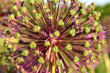 Decorative onion flower, Allium Purple Sensation.