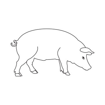 Pig icon vector