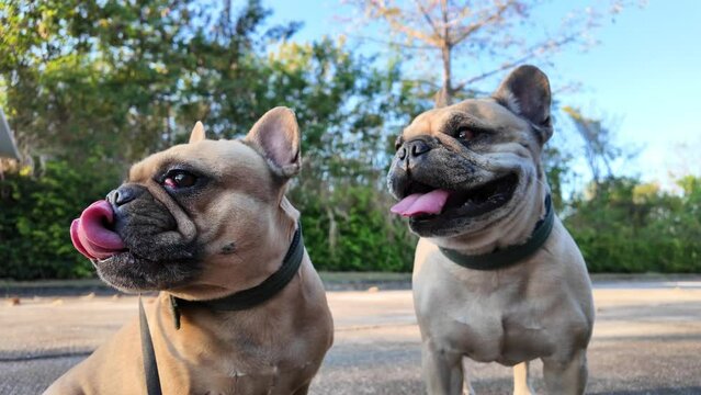 Dogs panting at street on summer.