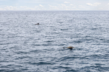 Three pilot whales create a peaceful scene as they traverse the serene expanse of the Norwegian...