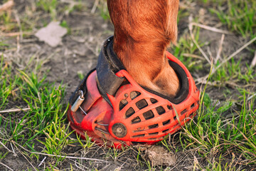 Red boot for the hoof in the grass, natural hoofcare horses