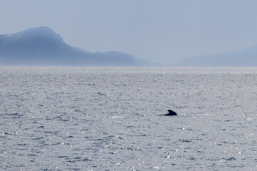 Obraz premium A solitary pilot whale emerges in the glittering waters of the Norwegian Sea, with the silhouette of mountains under a misty sky