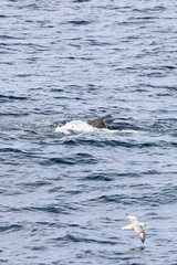 Naklejka premium In a vertical composition, a seagull glides over the Norwegian Sea as a pilot whale's tail emerges, capturing a moment of harmony in the Arctic marine biosphere