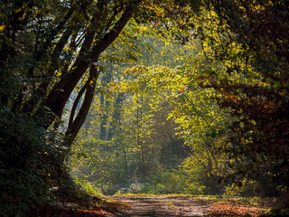Obraz premium Natur in Marburg, Frühmorgens romantischer Waldweg in Ockershausen 
