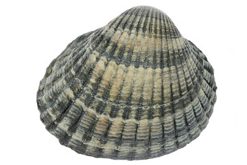 common cockle (Cerastoderma edule) from the Vlissingen, Netherlands isolated on white background