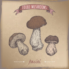 Boletus edulis aka porcini mushroom color sketch on vintage background. Edible mushrooms series. - 739339139
