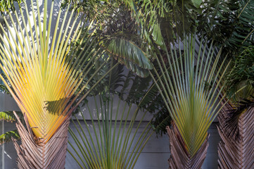 Close Up of Traveler Palm Trees Against a White Building Wall.