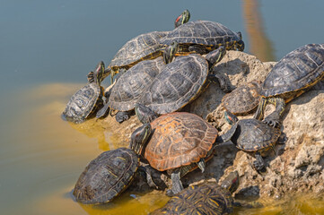 red-eared turtles basking in the sun