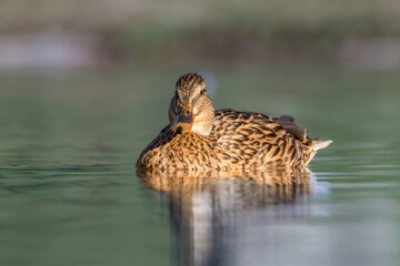 mallard duck swimming on the surface of a pond in the morning light