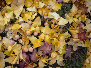 Farben in Marburg, viel Laubfall unter Ginkgo Baum, goldgelb Herbst