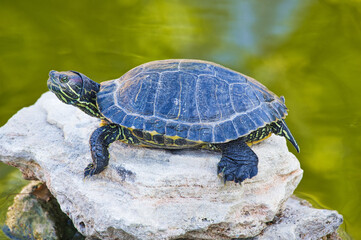 red-eared turtle basking in the sun