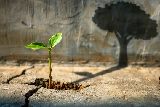 Recovery and Challenge in Life or Business Concept.Economic Crisis Symbol.New Green Sprout Plant Growth in Cracked Concrete and Shading a Big Tree Shadow on the Wall. generative ai.