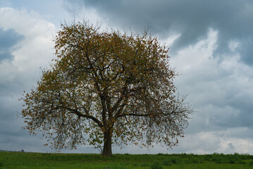 Kirschbaum im Herbst bewölkter Himmel