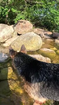 Cachorra Pastor Alem&aacute;n refresc&aacute;ndose y jugando un d&iacute;a caluro de verano en la ciudad peruana de Tarapoto, en la selva de per&uacute;.