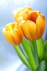 tulipes orange - 739347162