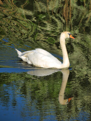 Schwan