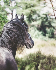 Friesian horse during summer with green background looking away
