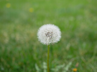 Spring with dandelions in the garden. Green grass on the background