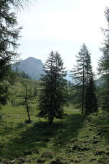 Blick von der Wurzeralm zum Stubwieswipfel