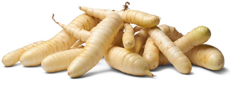 pile of organic arrowroot rhizomes, maranta arundinacea, tropical plant for starchy rhizomes harvested for various culinary purposes, used as gluten free alternative, isolated on white background
