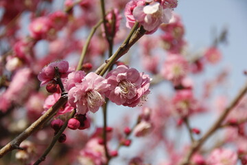 Cherry Blossom isolated in sky