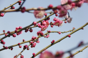 Cherry Blossom isolated in sky
