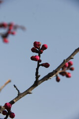 Cherry Blossom isolated in sky