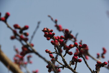 Cherry Blossom isolated in sky
