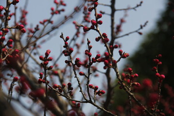 Cherry Blossom isolated in sky