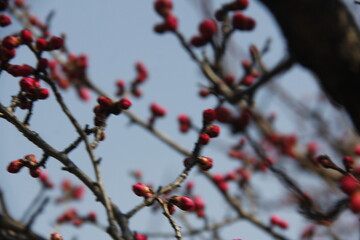Cherry Blossom isolated in sky